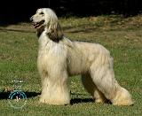 Afghan Hound 9R027D-35